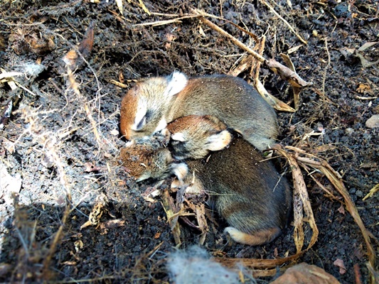 Ninho de Tapitis encontrados em trabalhos de prevenção